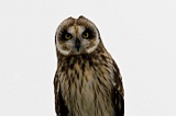 Kula Owl---- _26